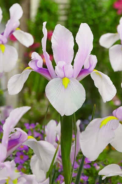 Variété de bulbes - Iris Hollandica Carmen